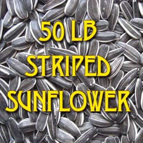 BC Trading Striped Sunflower 50lb
