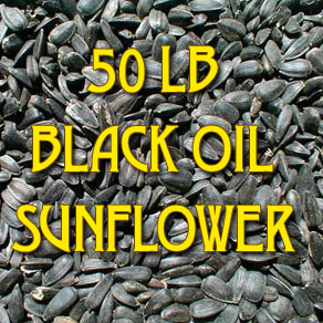 Black Oil Sunflower 50lb