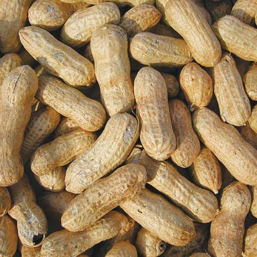 50 LB Whole in-shell Peanuts Raw